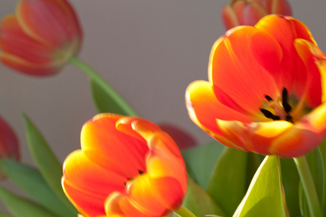 Close-up of tulips