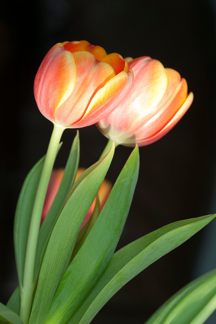 Close-up of tulips