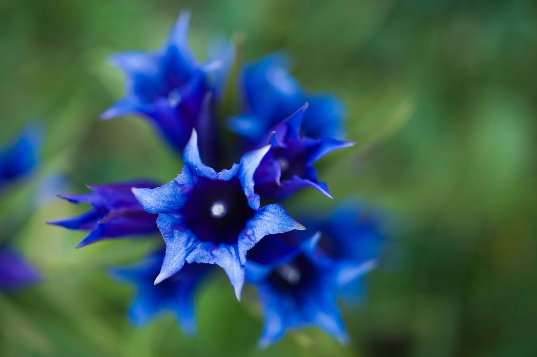 Close-up of blue gentian flower