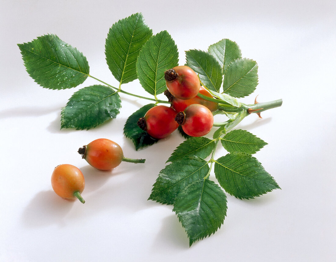 Close-up of rosehips and leaves on white background