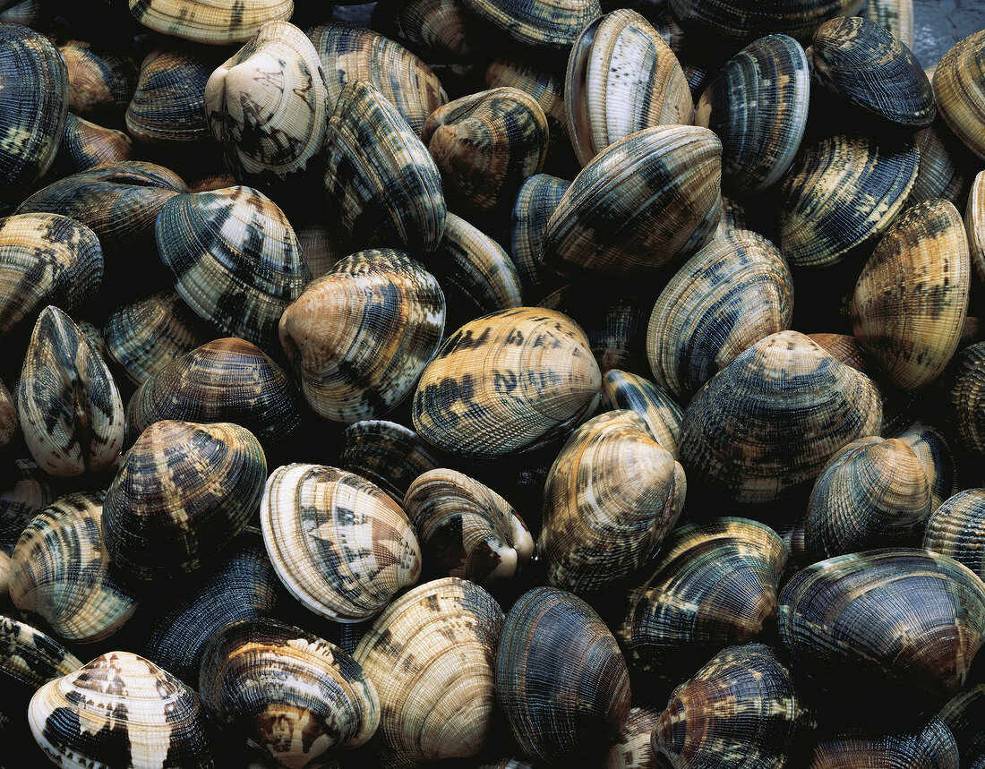 Close-up of clams