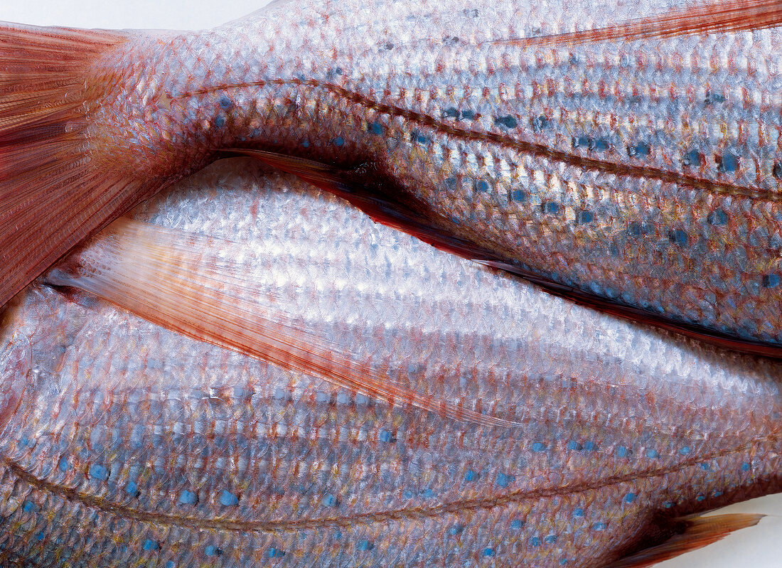Close-up of raw fish