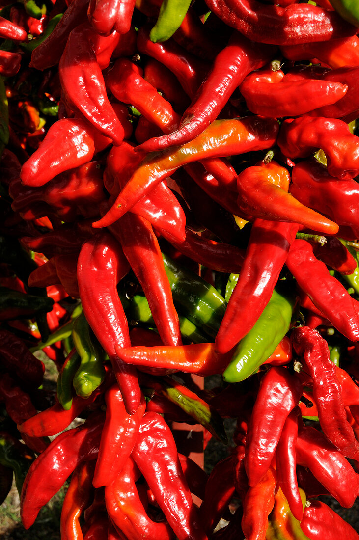 Close-up of different types of red peppers