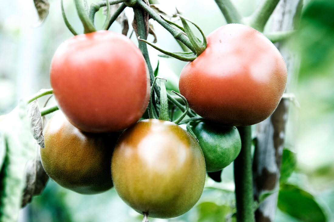 Close-up of red and green tomatoes