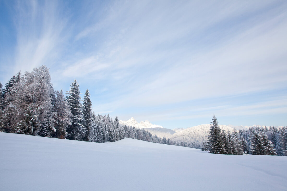 View of pine trees covered with snow in Leutaschtal, Tirol, Austria