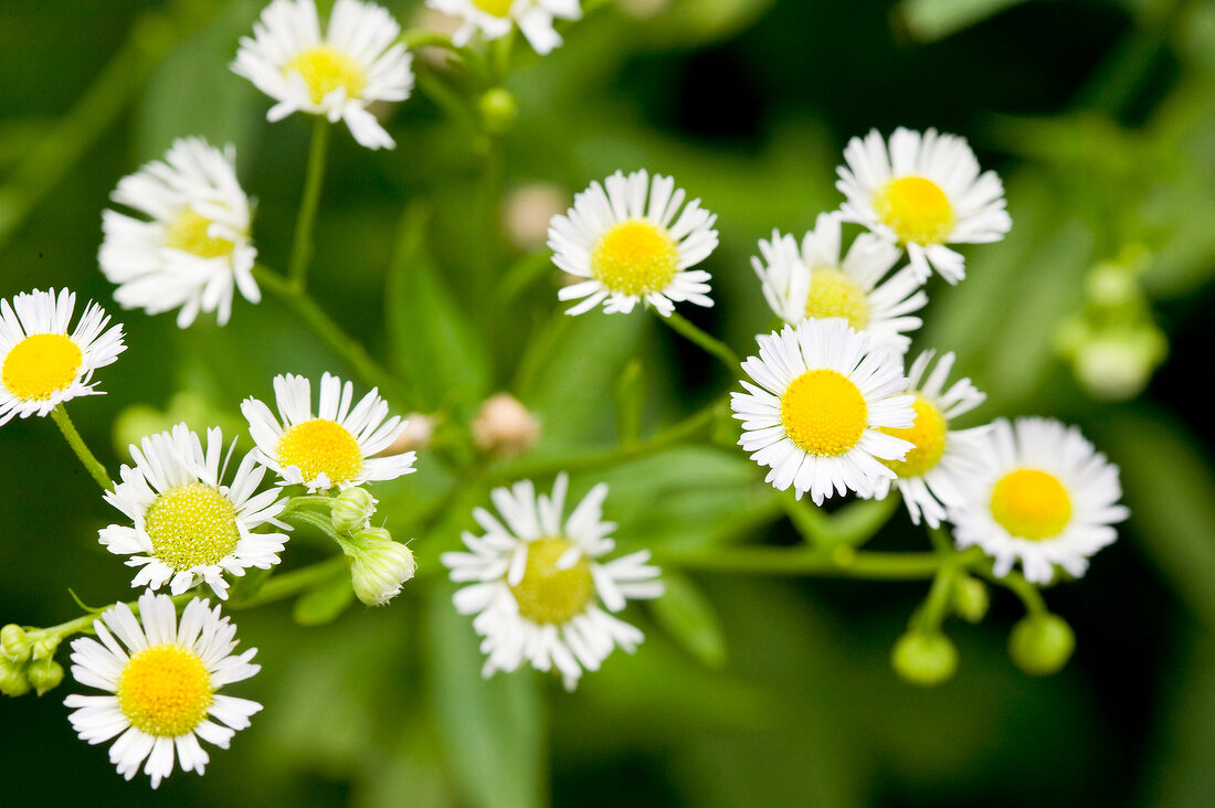 Close-up of bellis