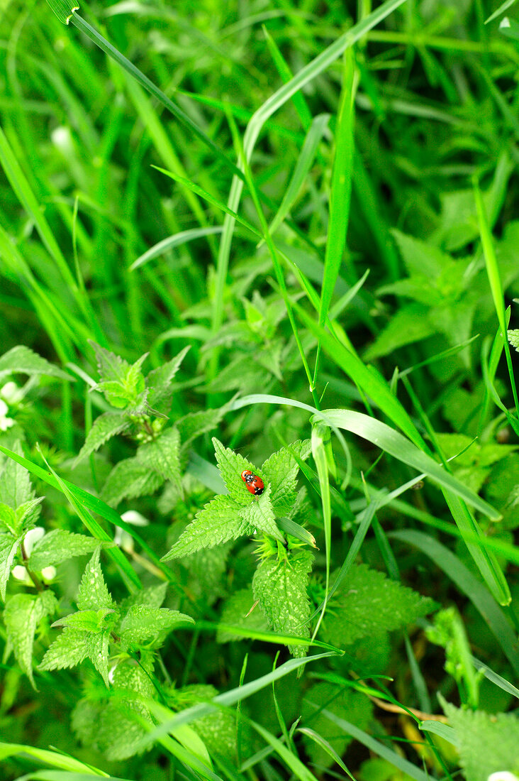 Close-up of grass with ladybug