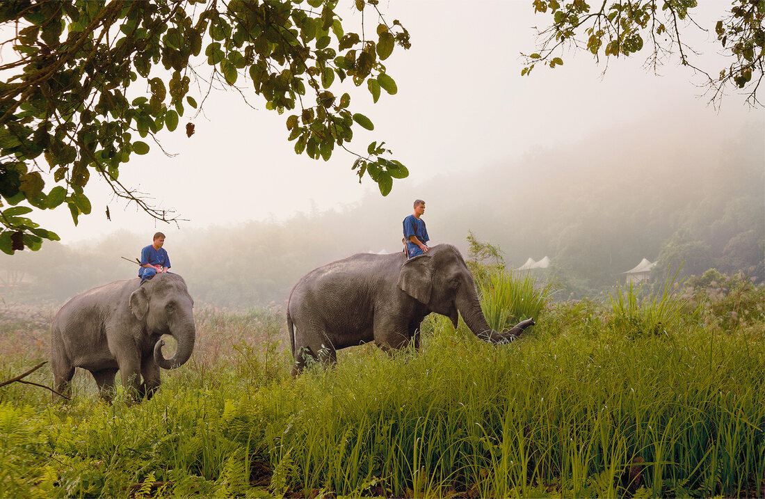 Thailand: Regenwald, 2 Elefanten, Mahuts
