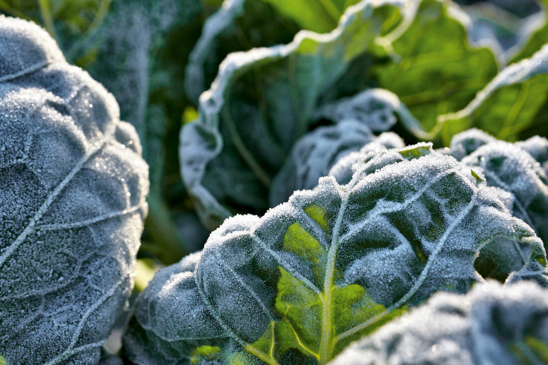 Close-up of frost cabbage leaves