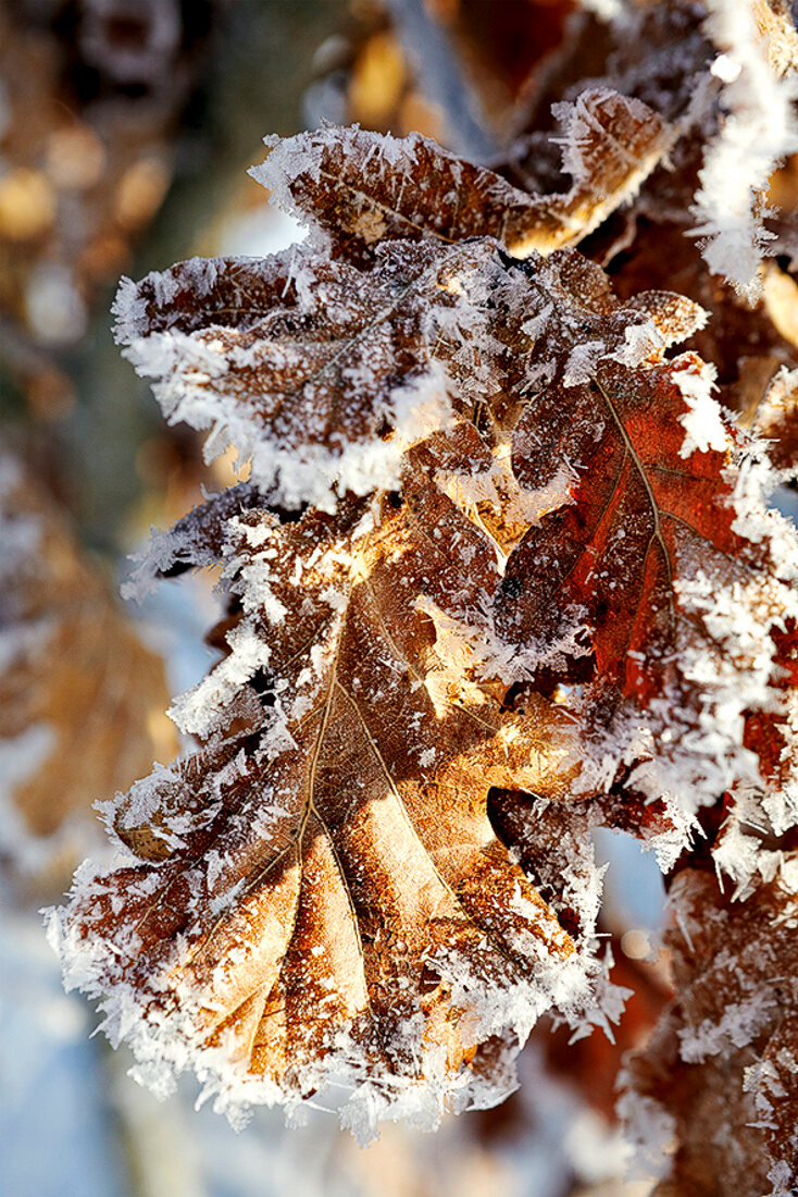 Winterküche, Eiskristalle auf braunen Blättern