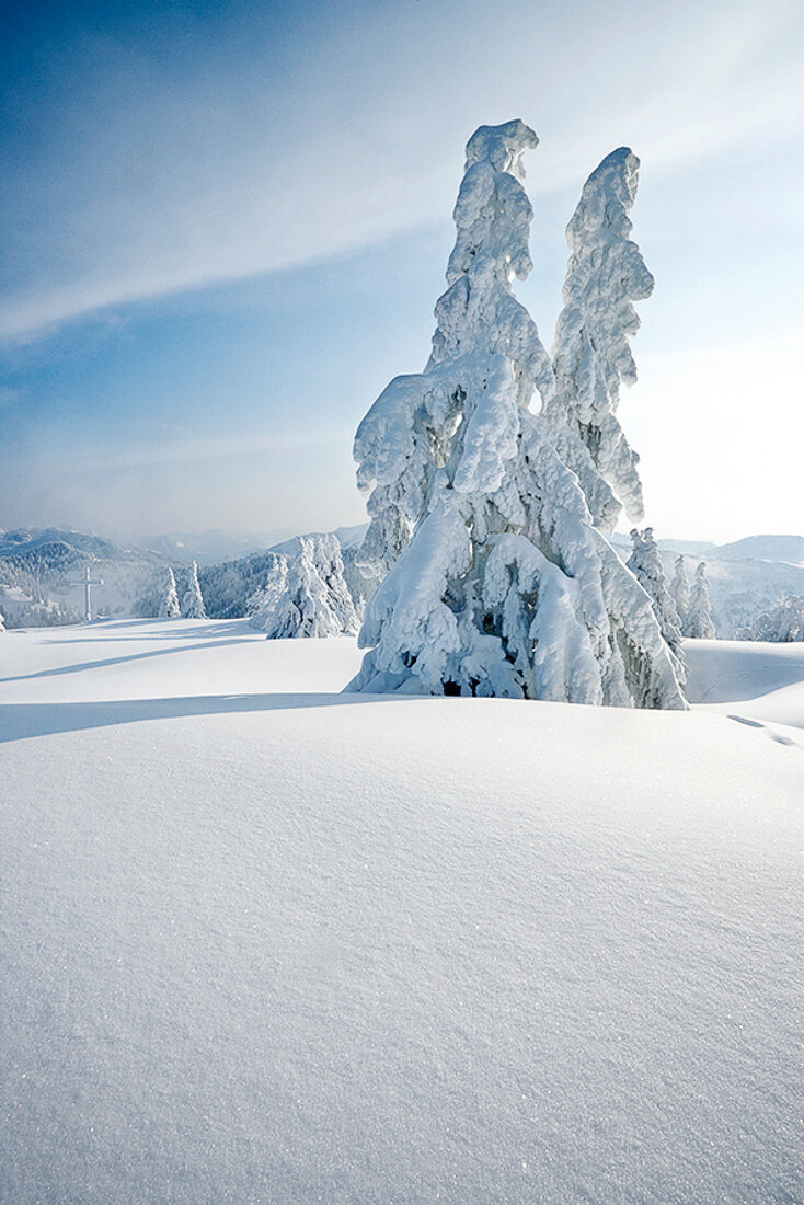 Winterküche, Tannenbäume in einer verschneiten Landschaft