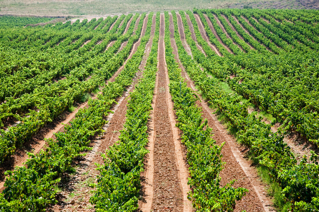 Vineyard of Marques de Murrieta, Spain