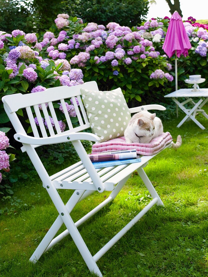 Cat sitting on white bench in garden with flowering hydrangeas in background