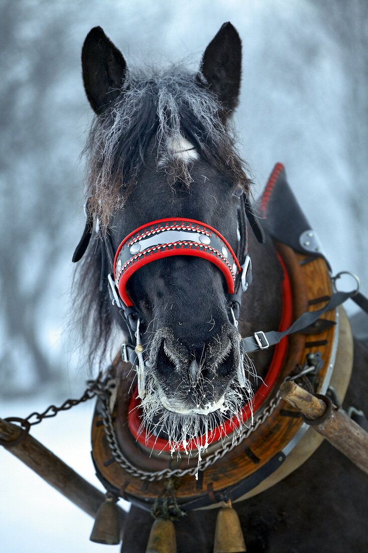 Winterküche, Pferd mit Zuggeschirr, Porträt, winterlich