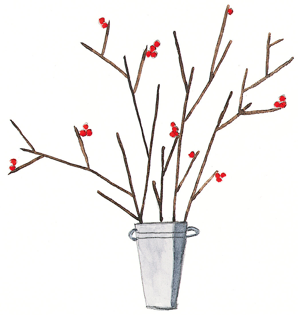 Zweig mit Beeren, Illustration 