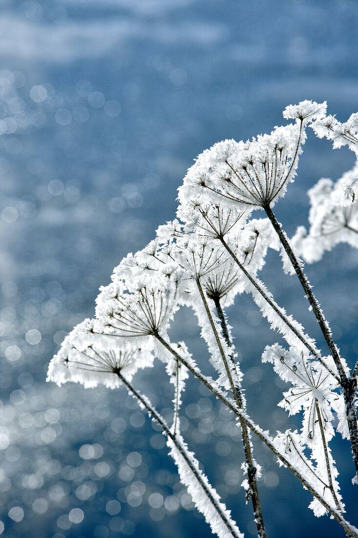 Winterküche, Eiskristalle auf Pflanzen