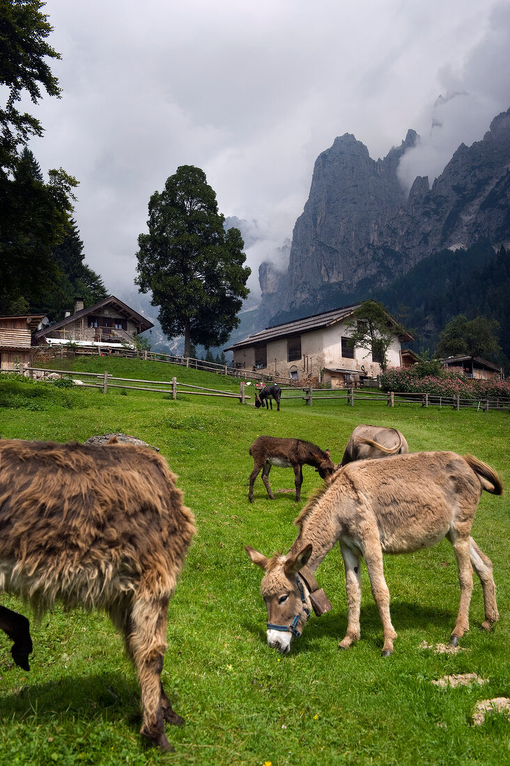 Esel grasen auf Alm "Malga Canali" 