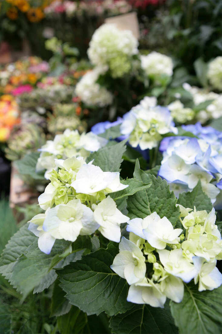 Amir Masoumi Blumenladen Hamburg