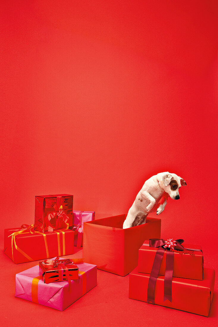 Hund "Betty" springt aus einem roten Geschenk