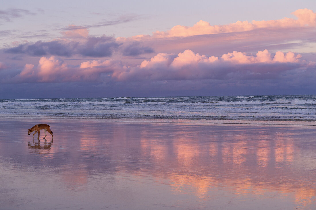 Australien, Bundesstaat Queensland, Fraser Island, Strand, Dingo