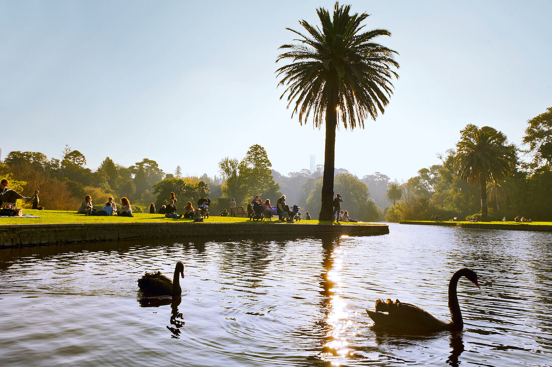 View of swans and people in Royal Botanic Gardens, Melbourne, Victoria, Australia
