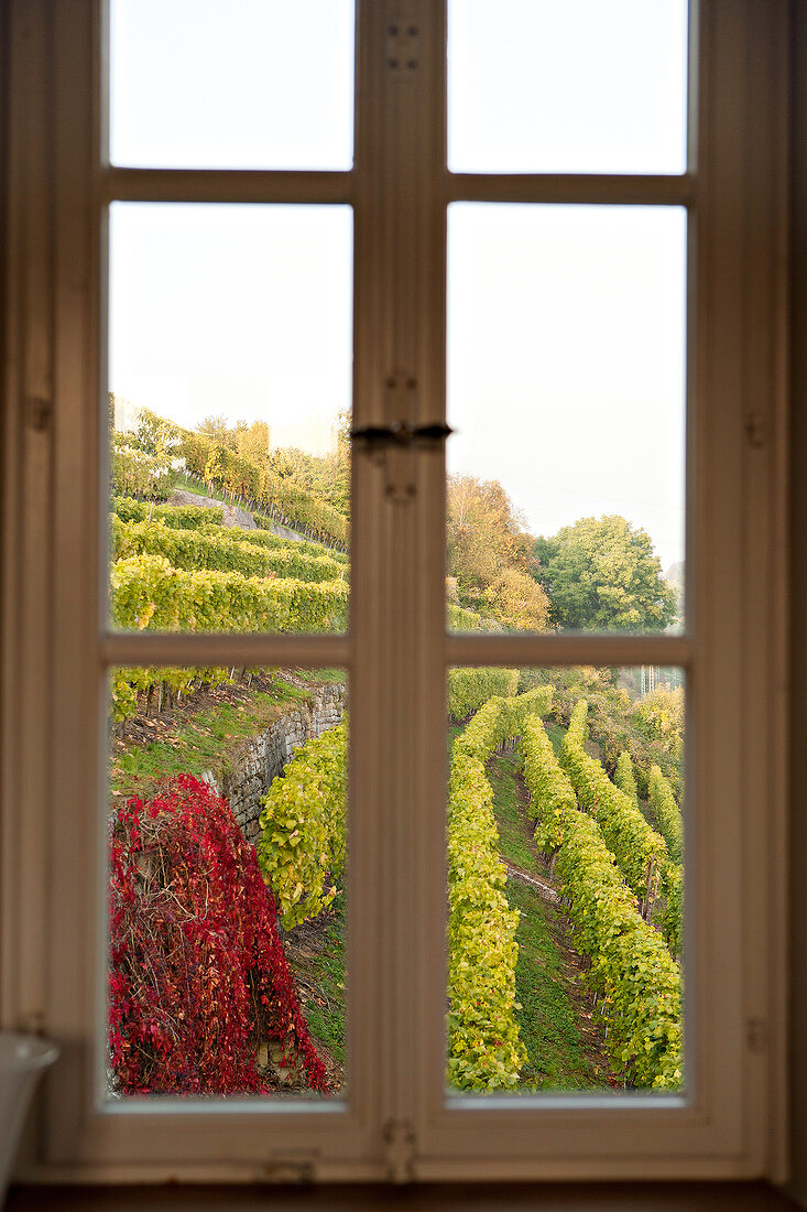 View of vineyard through window at hillside
