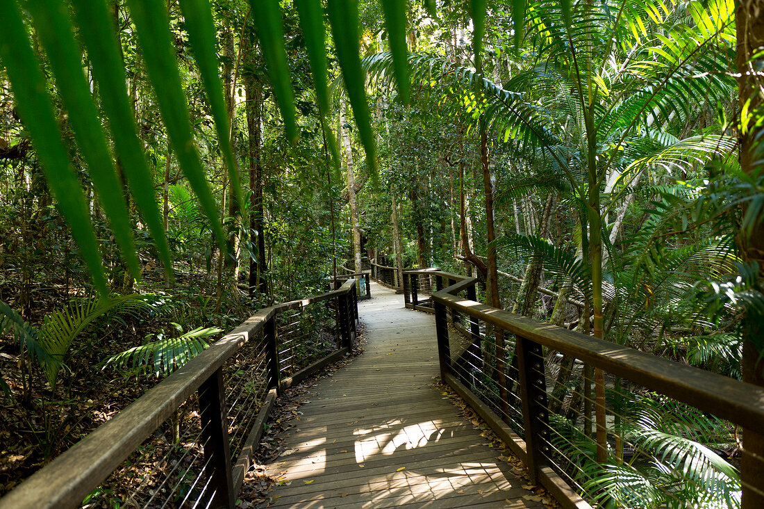 View of jungle bridge, Fraser Iceland, Queensland, Australia