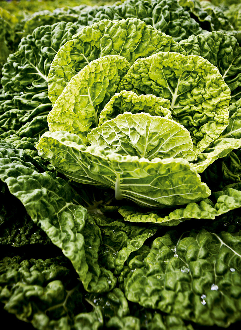 Close-up of green collard and cabbage