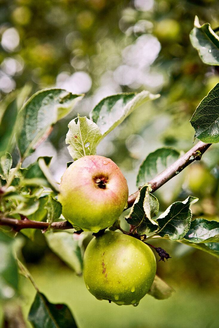 Fresh apple on tree