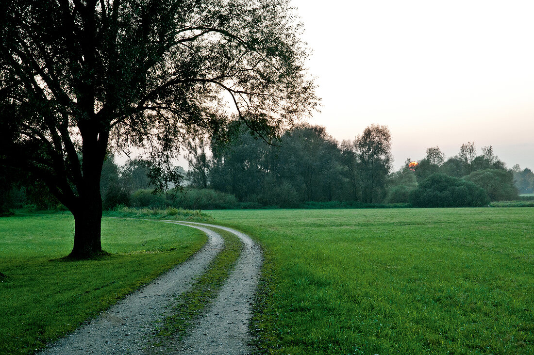 View of pathway with trees and grass around