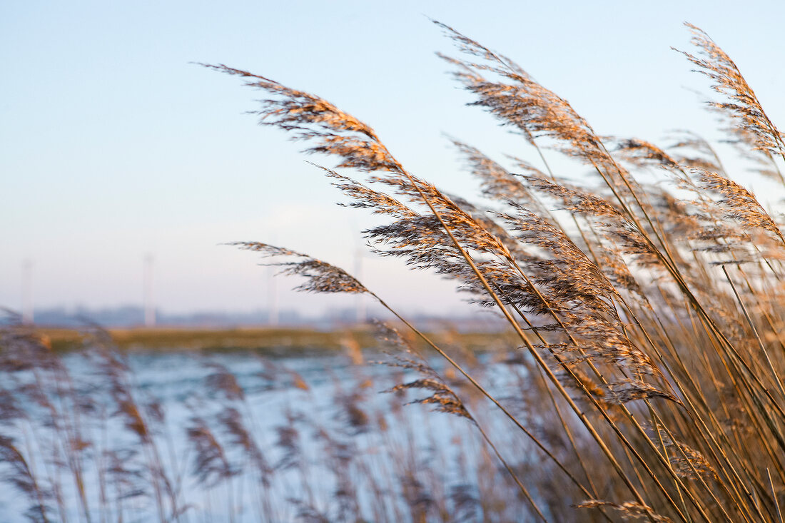 Close-up of dry reeds around sea