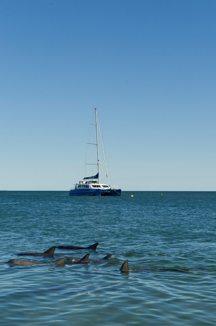 Dolphins and yacht in Shark Bay, Monkey Mia, Australia