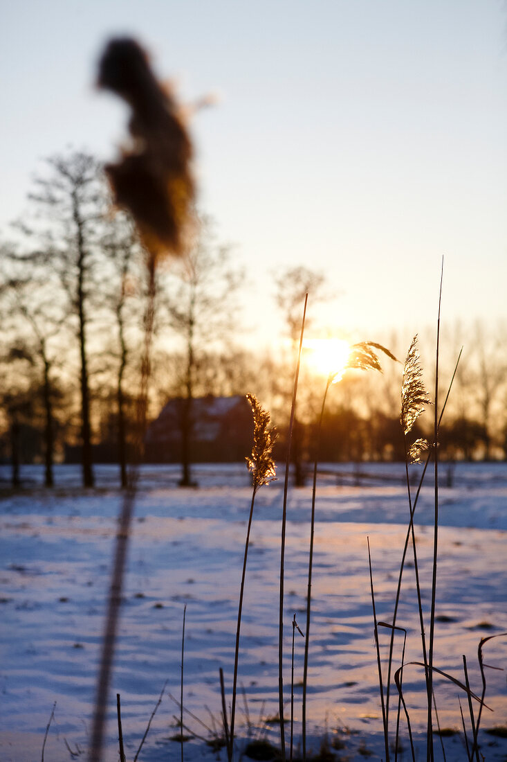 View of sunset with dry grass and snow on ground