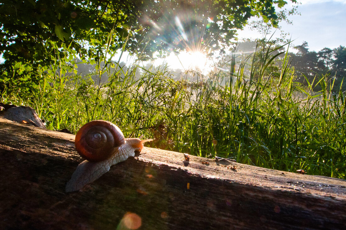 Polen: Masuren, nehe Mikolajki, Wald Baumstamm, Schnecke