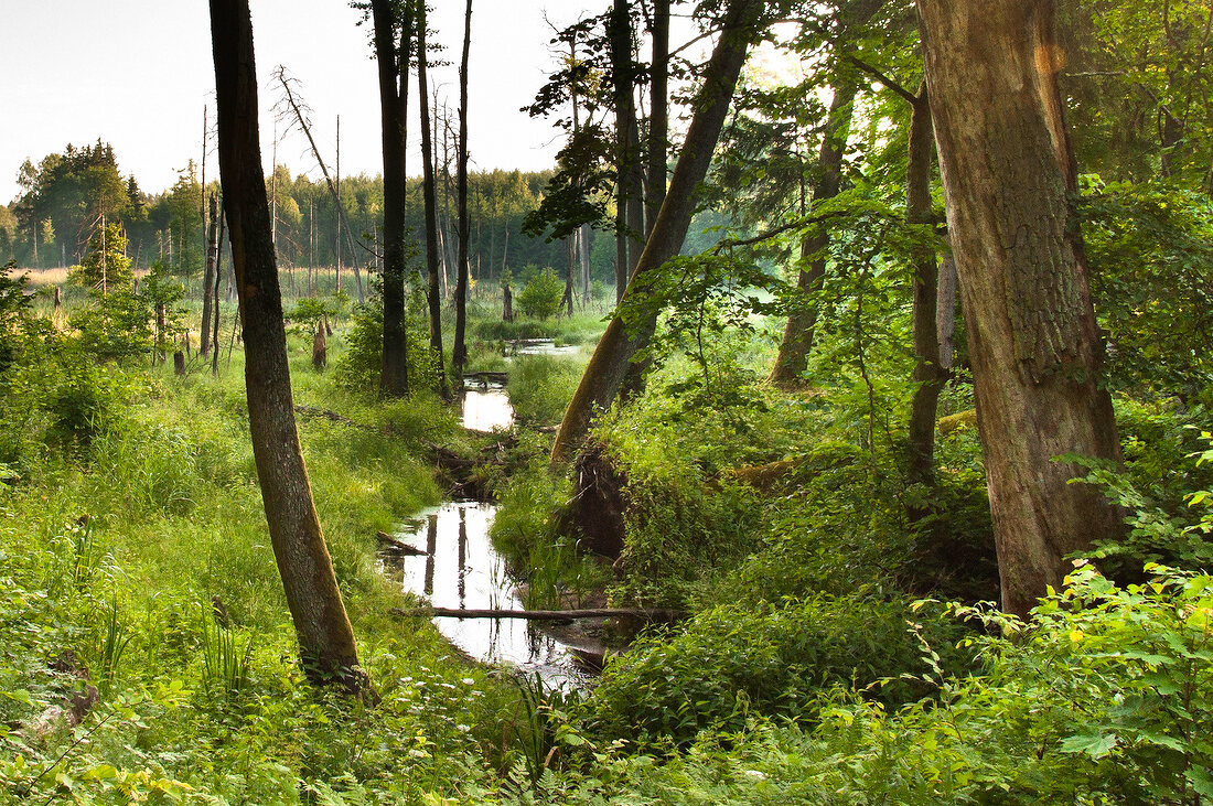 View of forest in Mikolajki, Warmia-Masuria, Poland