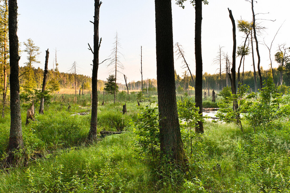 View of forest in Mikolajki, Warmia-Masuria, Poland