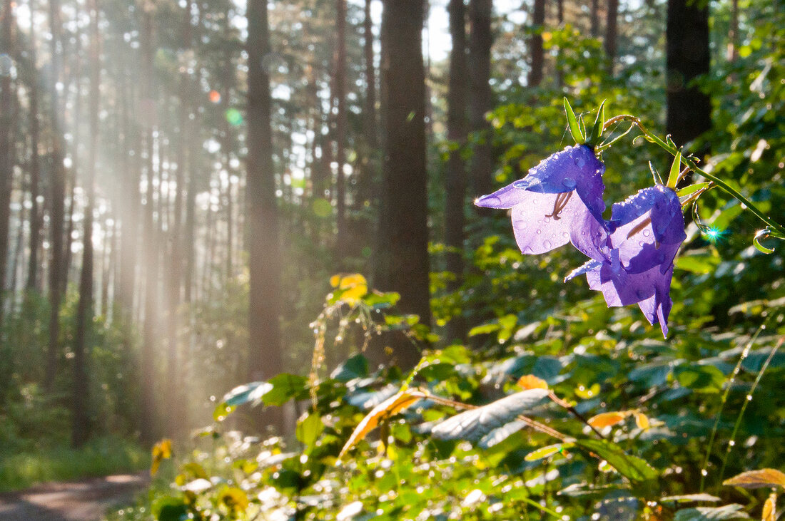 Close-up of bellflower, Mikolajki, Poland