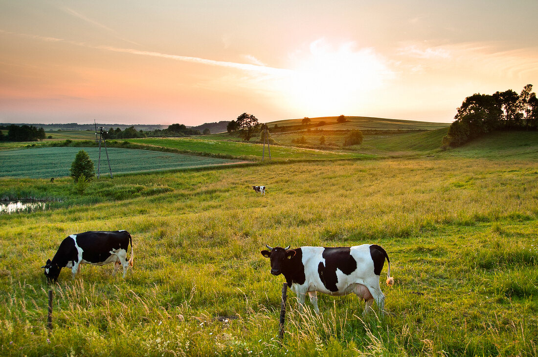 View of cows grazing in Mikolajki, Warmia-Masuria, Poland
