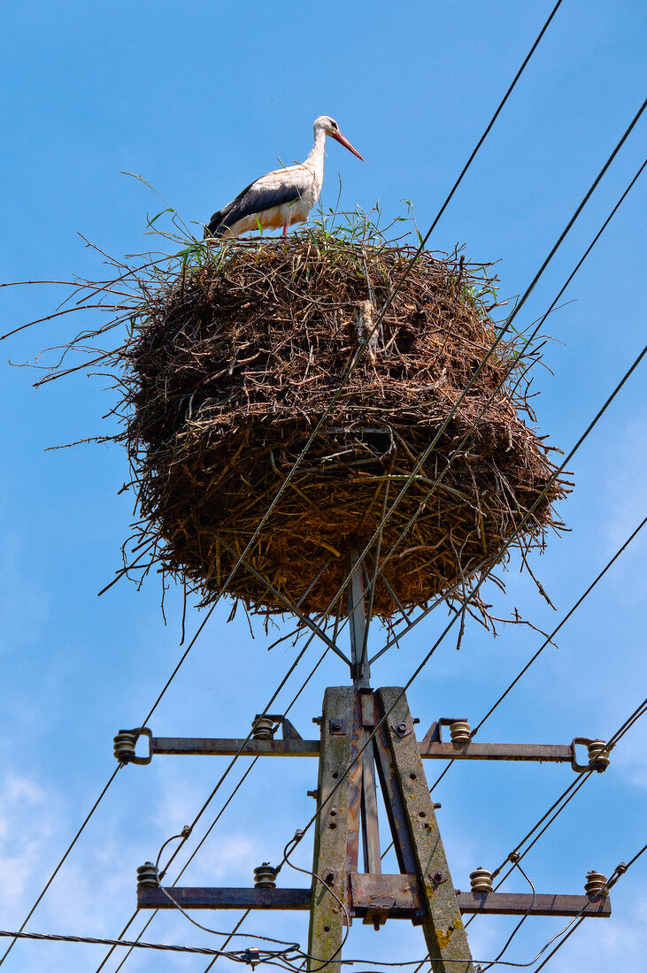 Stork in nest on electricity pylon at Mazury, Poland, low angle view