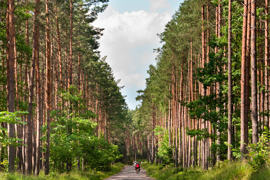 View of forest in Mikolajki, Warmia-Masuria, Poland