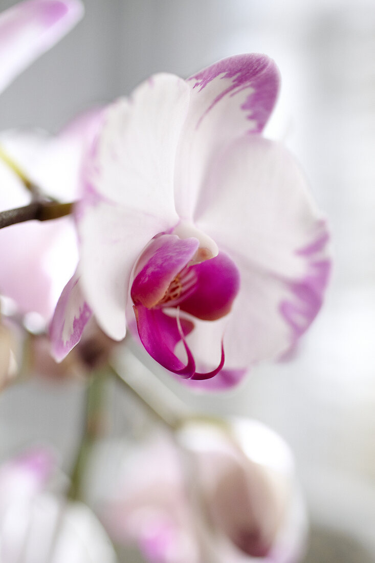 Close-up of blooming phalaenopsis 'ciara' orchid