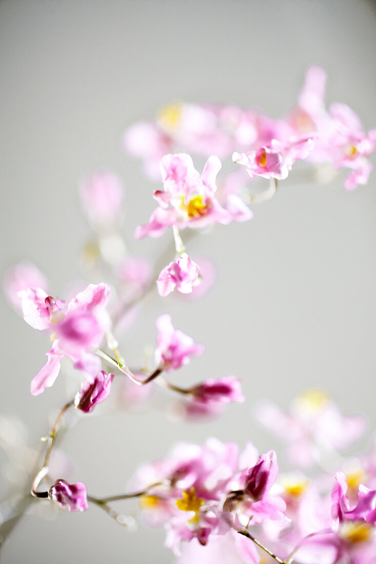 Close-up of blooming oncidium ornithorhynchum orchid