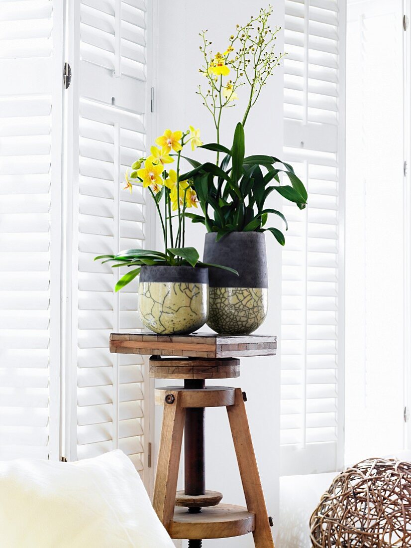 Blühende Orchideen in Übertöpfen aus Raku-Keramik auf Holzhocker