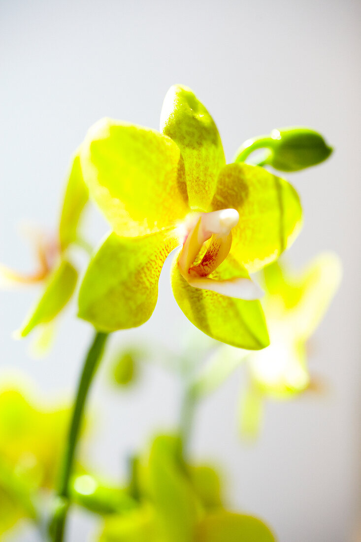 Close-up of blooming phalaenopsis flowering 'diana' orchid
