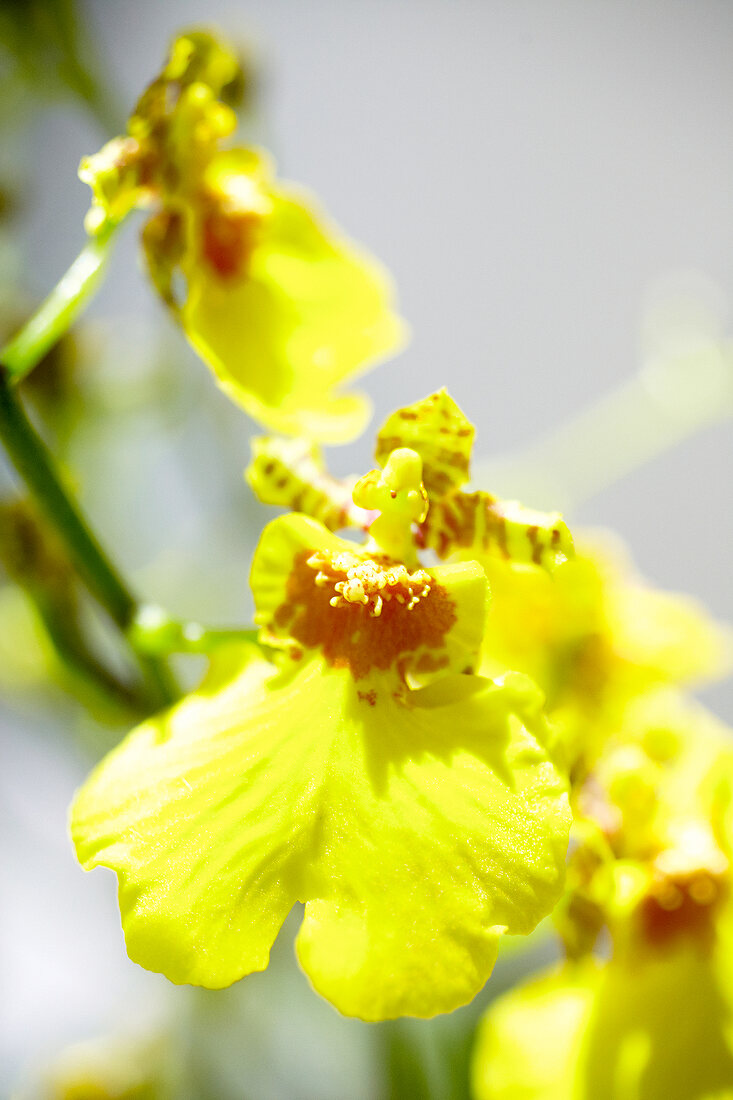 Close-up of blooming oncidium 'sweet sugar' orchid