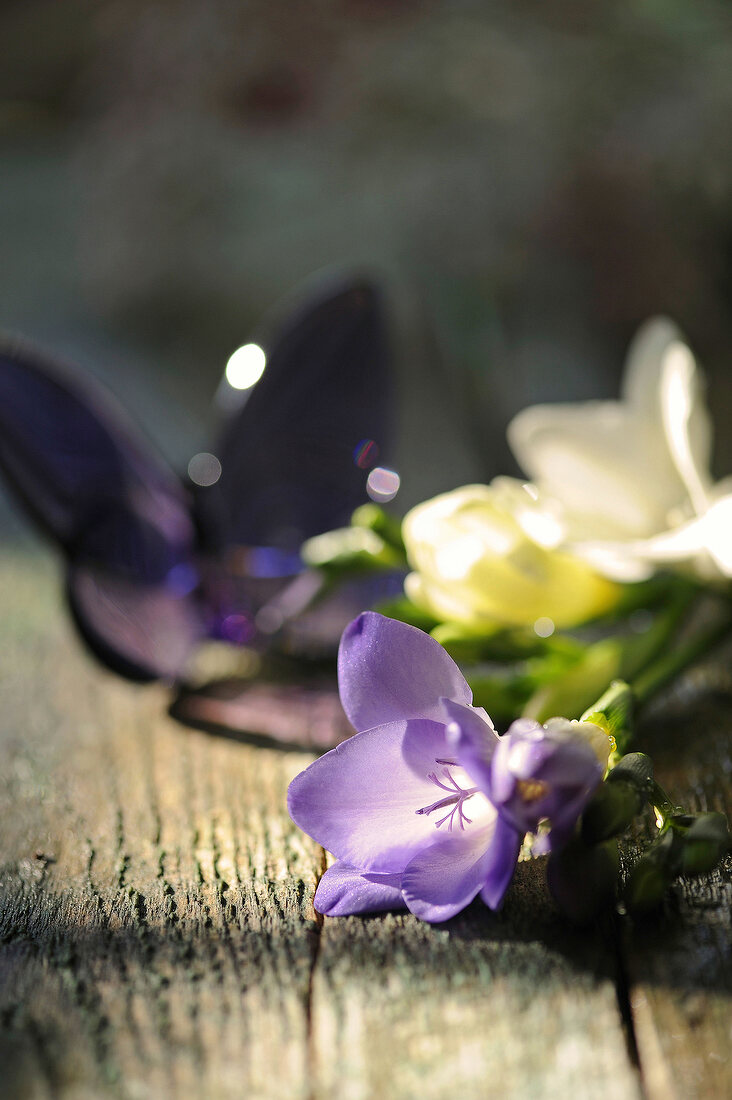 violette und weiße Freesienblüten auf einem Holztisch