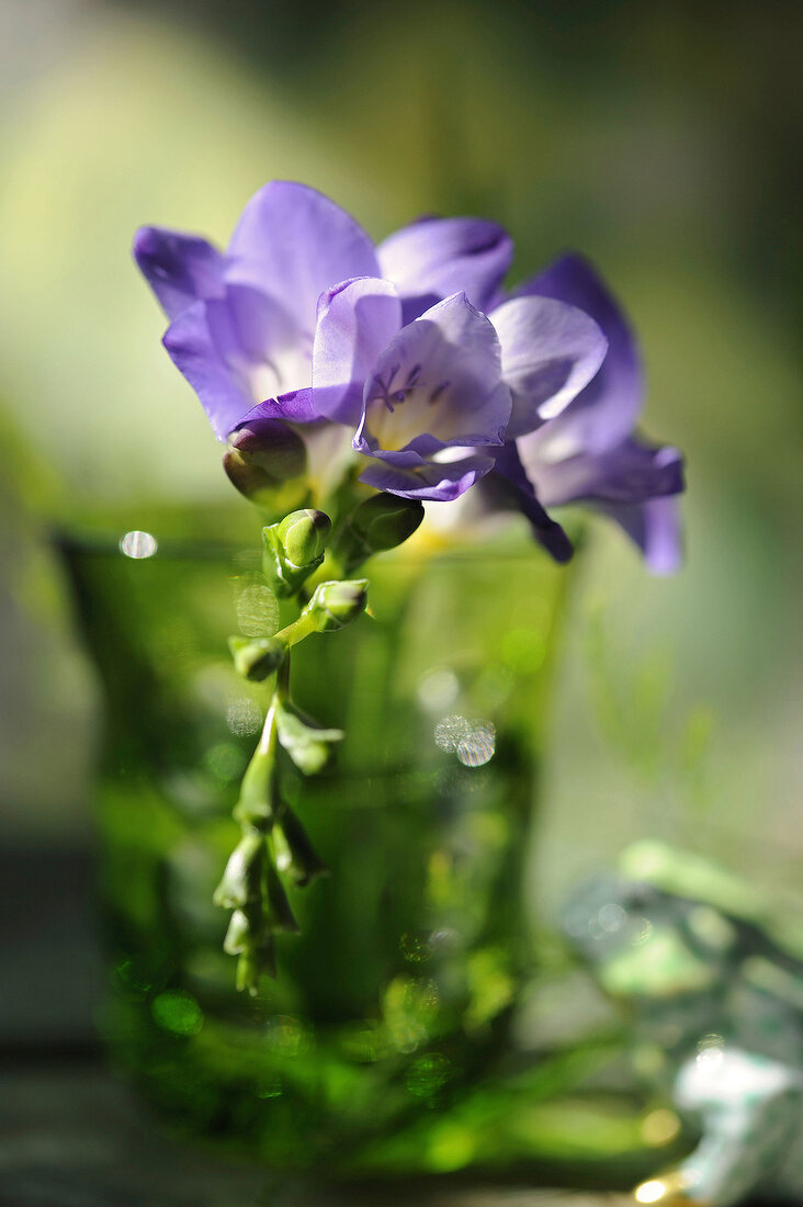 violette Freesien in einer grünen Glasvase