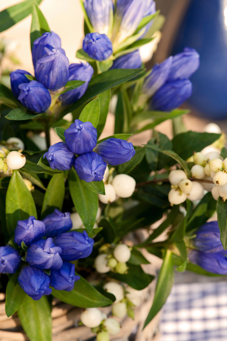 blauer Enzian und Schneebeeren, Nahaufnahme