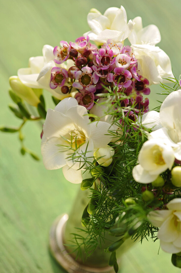 weiße Freesien, Vase, gespickt mit violetten Blüten