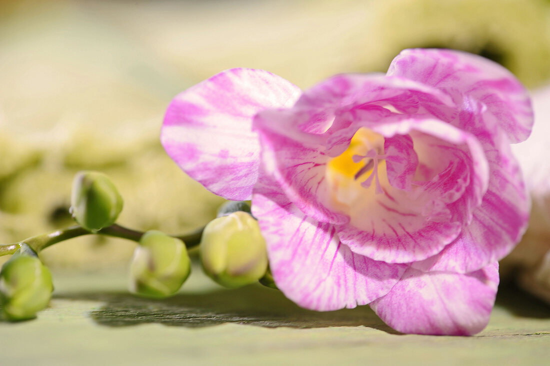 weiß-pinke Freesienblüte und Knospen am Blütenstiel